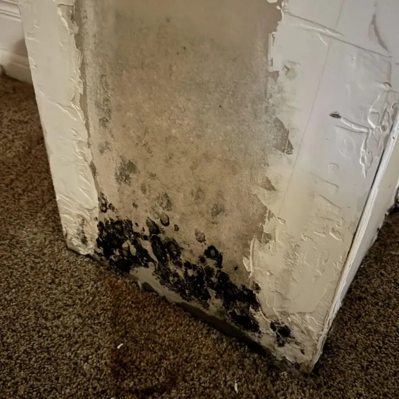 Professional Mold Removal in Garrettsville, OH